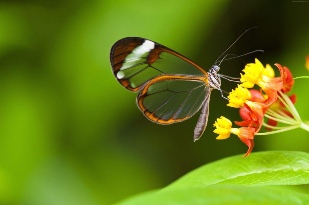 Winged Wonder: An Enchanting Insect Captured in the Act of Nectar Feasting Wallpaper