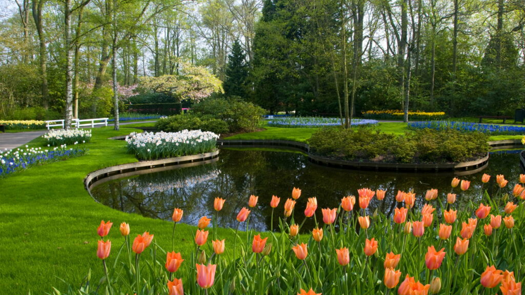 Vibrant orange tulips pond and lush greenery at Keukenhof Garden Lisse Netherlands wallpaper