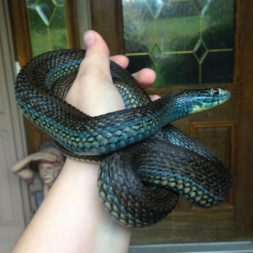 Stunning Lake Chapala Garter Snake Portrait: Blues & Greens Wallpaper