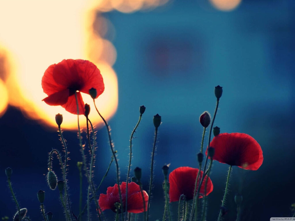 Ethereal Photography: Captivating Desktop Background in 1920 X 1440 Resolution Wallpaper