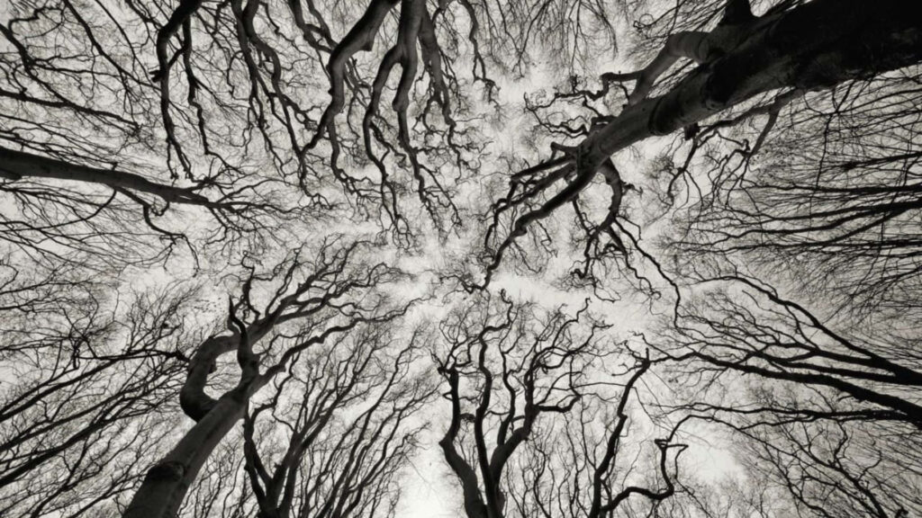 Eerie Beauty: Leafless Tree Branches Against Stark Sky Wallpaper