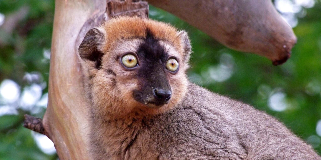 Vibrant Lemur on Tree Branch with Lush Green Background Wallpaper