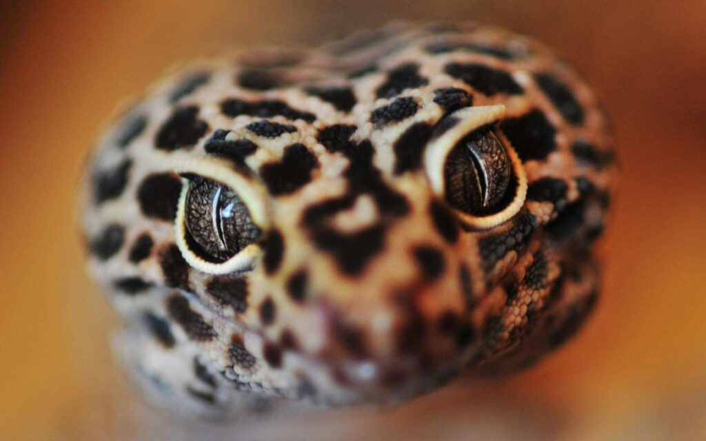 Stunning Close-Up of Leopard Gecko: Unique Spotted Skin & Eyes Wallpaper
