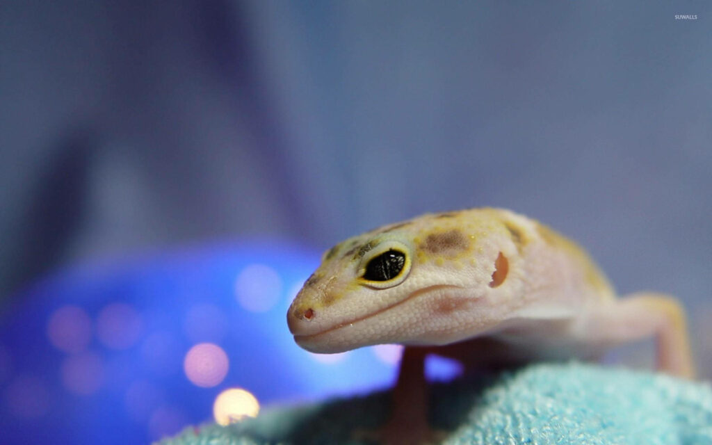 Leopard Gecko Close-Up: Striking Eyes & Delicate Skin Patterns Wallpaper