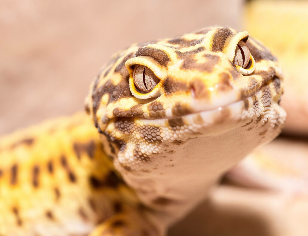 Stunning Close-Up of Leopard Gecko: Brown & Yellow Patterns Wallpaper
