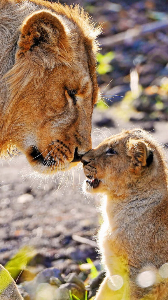 Affectionate Lion and Cub: Tender Moment in Sunlit Wild Wallpaper