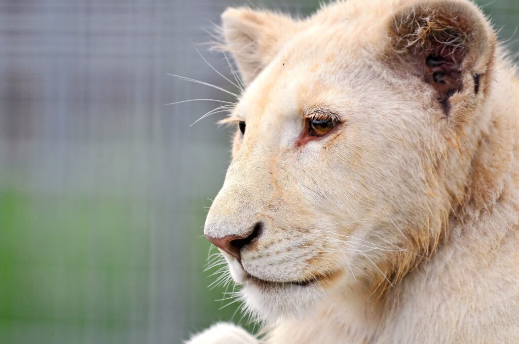 Close-Up Lion Face Wallpaper: Vigilant Predator in Focus