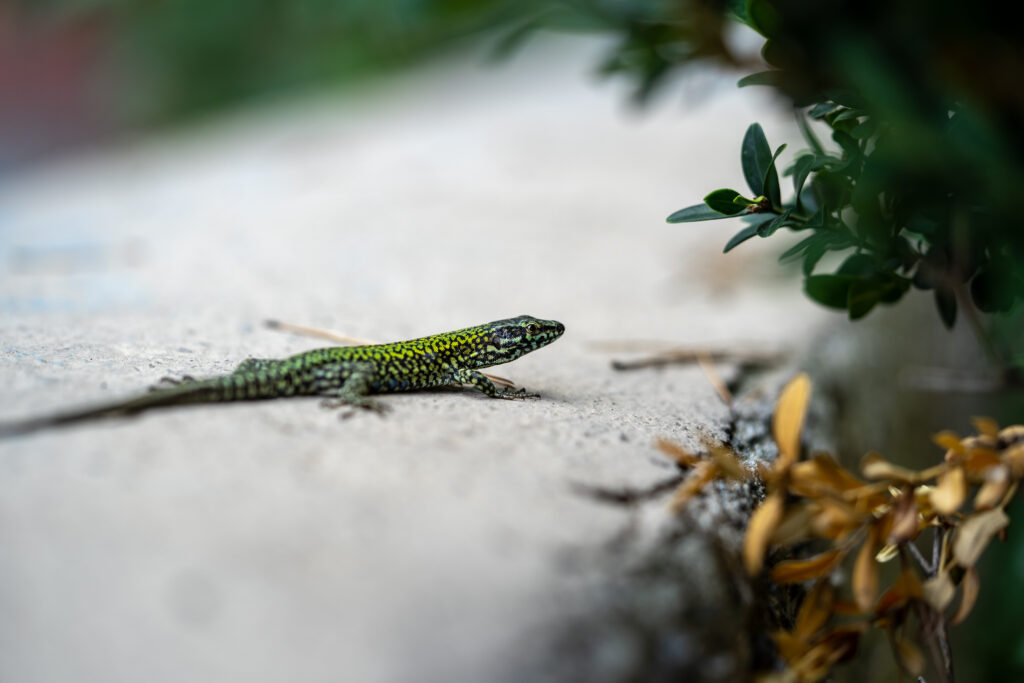 Lizard on Branch Wallpaper - Vibrant Green Nature Scene