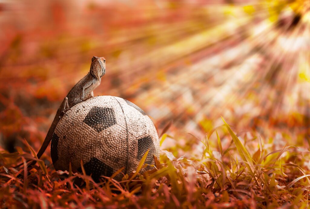 Vibrant Lizard on Soccer Ball Wallpaper: Nature Meets Play