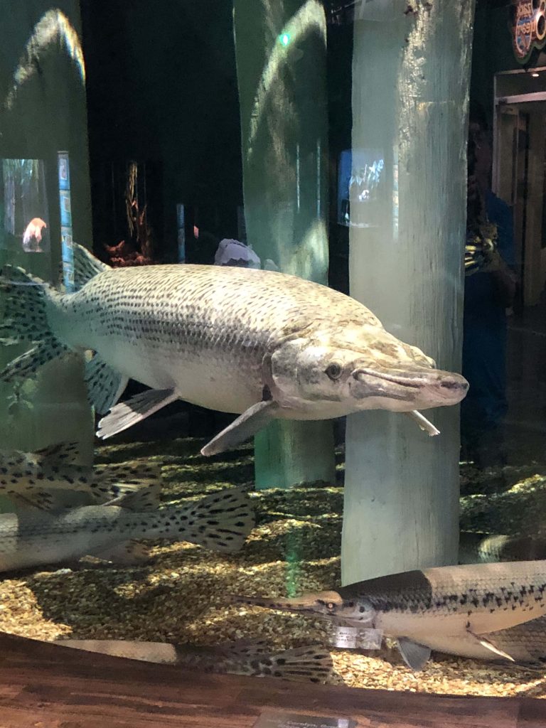 Long-snouted gar fish swimming in aquarium with detailed speckled scales and ambient lighting Wallpaper