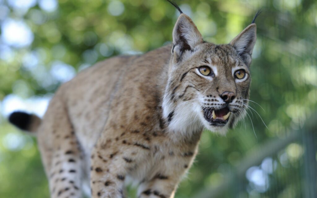 Stunning Lynx Close-Up Wallpaper: Intense Eyes & Sharp Teeth