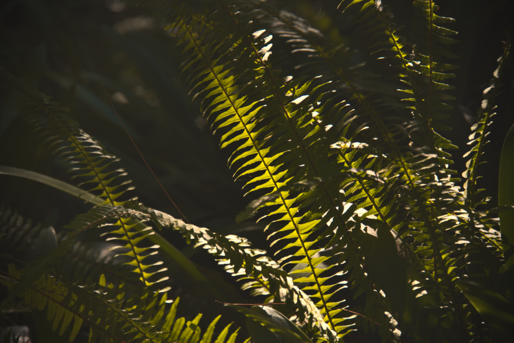 Intricate Macro Shot of Illuminated Fern Leaves - Wallpaper Background