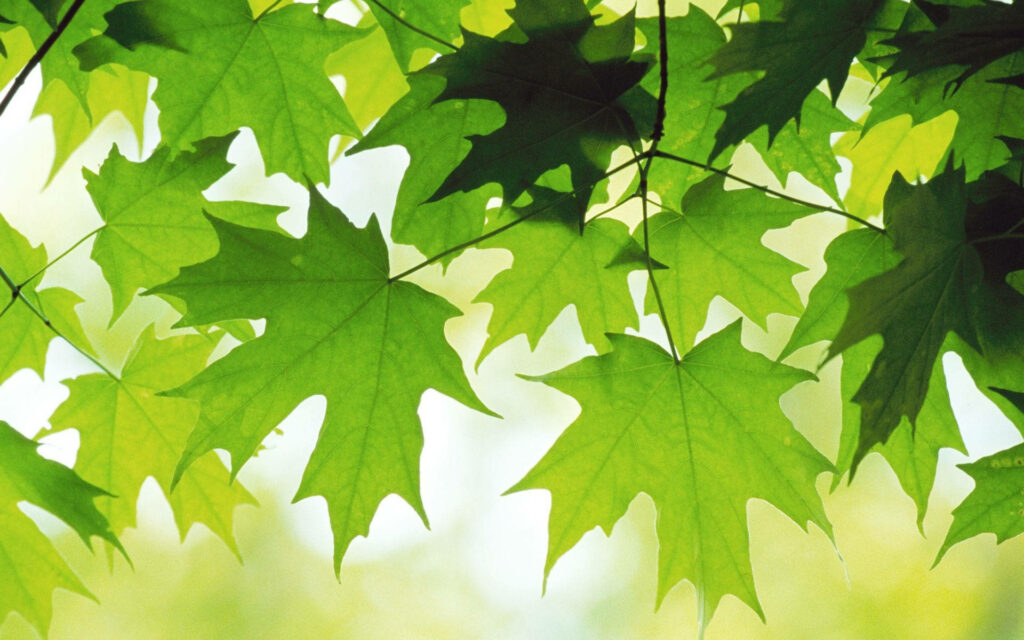 The Enchanting Elegance of Macro Green Maple Leaves: Perfect Desktop Background Wallpaper