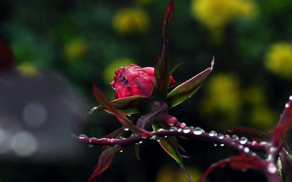 Stunning Macro Wallpaper: Rose Bud with Water Droplets & Green Foliage