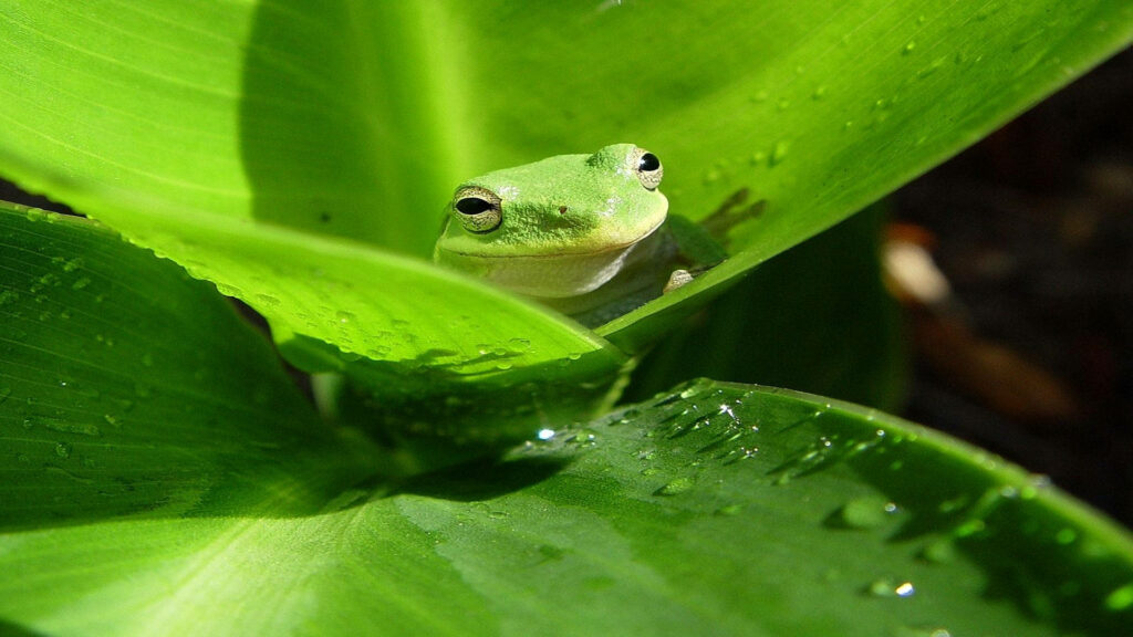 Enchanting Wildlife Portrait: Captivating Green Frog Enclosed Within Leafy Hideaway - Animal Planet Inspired Snapshot Wallpaper