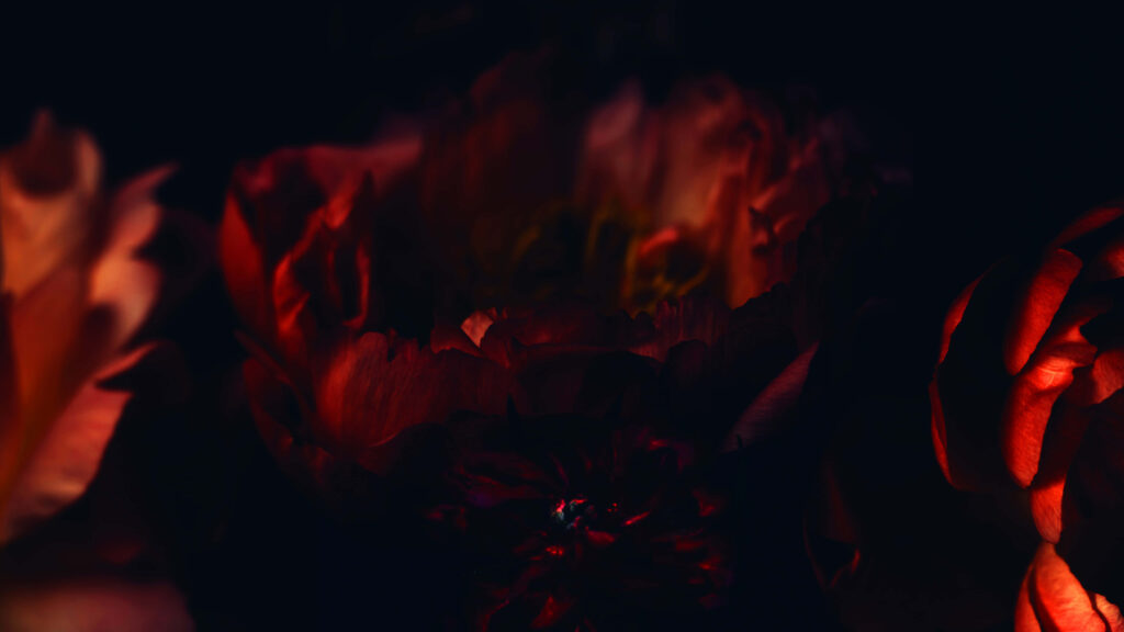 Blooming Beauty: A Captivating Close-Up of a Vibrant Red Rose Wallpaper