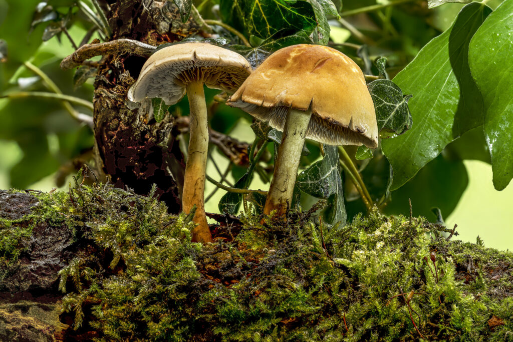 “Captivating Macro Wallpaper: Mushrooms Amidst Lush Moss & Leaves”