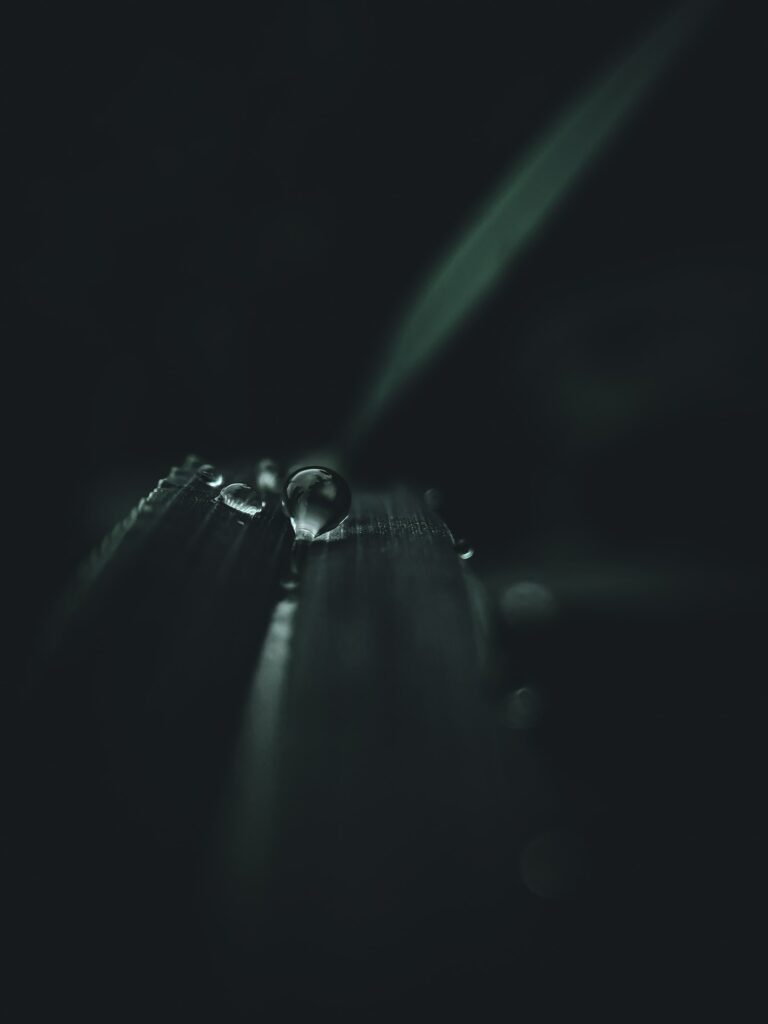 Serene Macro Wallpaper: Water Droplet on Dark Leaf - Intricate Details