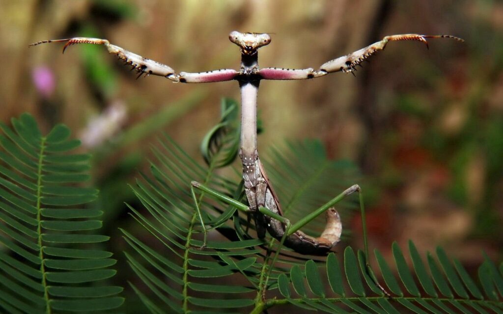 Intricate Mantis Wallpaper: Lush Forest Background with Unique Posture