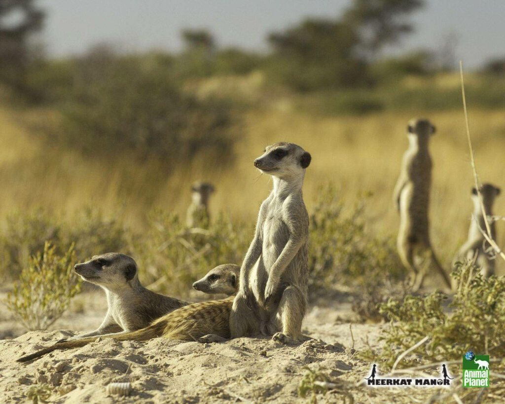Adorable Meerkat Mob Showcasing Animal Planet Wonders - Background Snapshot Wallpaper