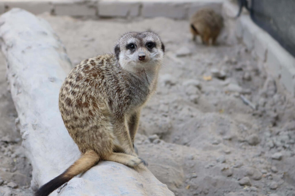 Meerkat Wallpaper: Enchanting Resting Scene in Natural Habitat