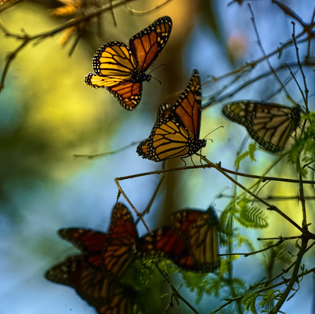 Stunning Monarch Butterflies Macro Wallpaper: Graceful Nature Scene