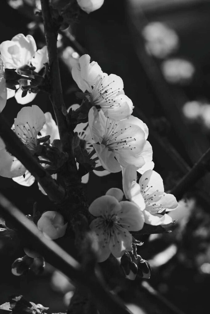 Elegant Monochrome Wallpaper with Delicate Blooming Blossoms