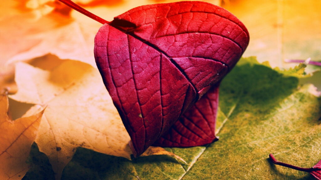 Captivating Red Leaf: A Breathtaking HD Wallpaper of Nature