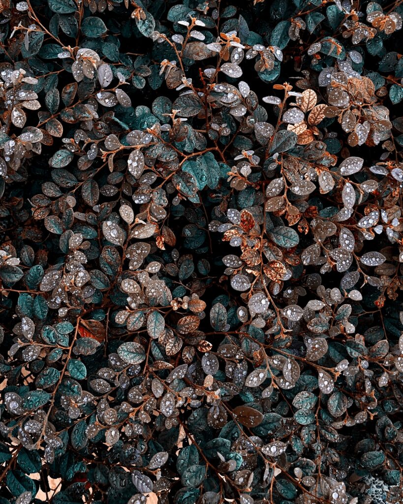 Stunning Nature Wallpaper: Close-Up of Dewy Leaves on Lush Bush