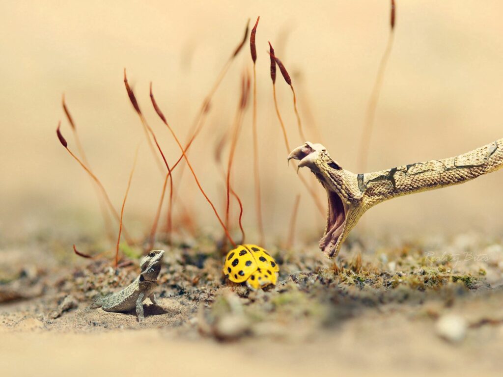 Wildlife Wallpaper: Striking Snake, Lizard & Ladybug in Nature
