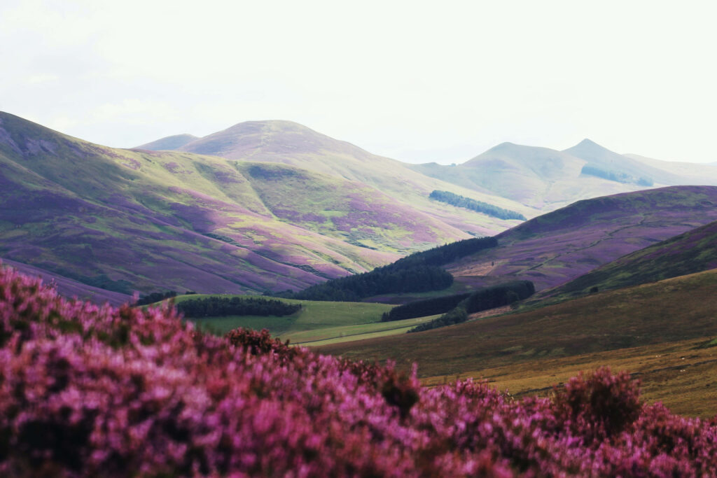 Captivating Nature Wallpaper: Vibrant Flower Field & Scenic Hills