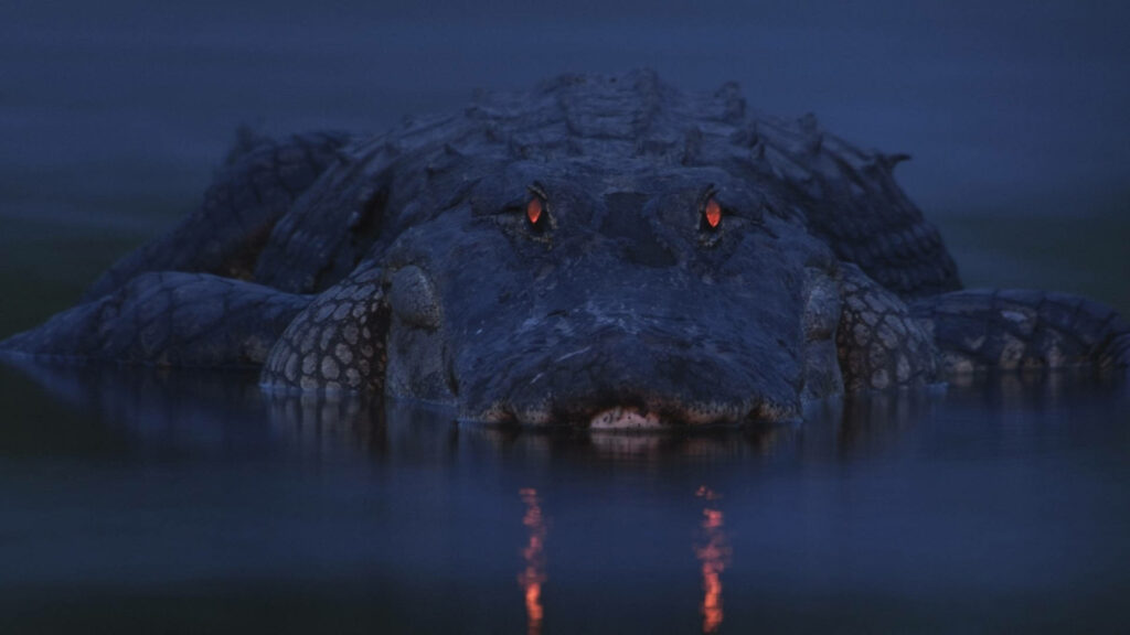 Striking Alligator Wallpaper: Nighttime Power with Red Eyes