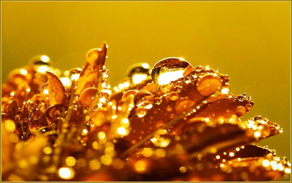 Stunning Orange Flower Wallpaper with Dew Drops on Golden Background