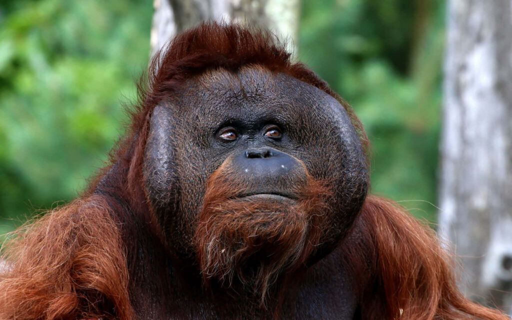 Captivating Large-Headed Orangutan Wallpaper in Green Forest Setting