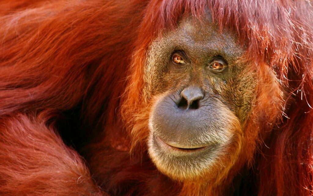 Close-Up Orangutan Wallpaper: Expressive Eyes & Vibrant Colors