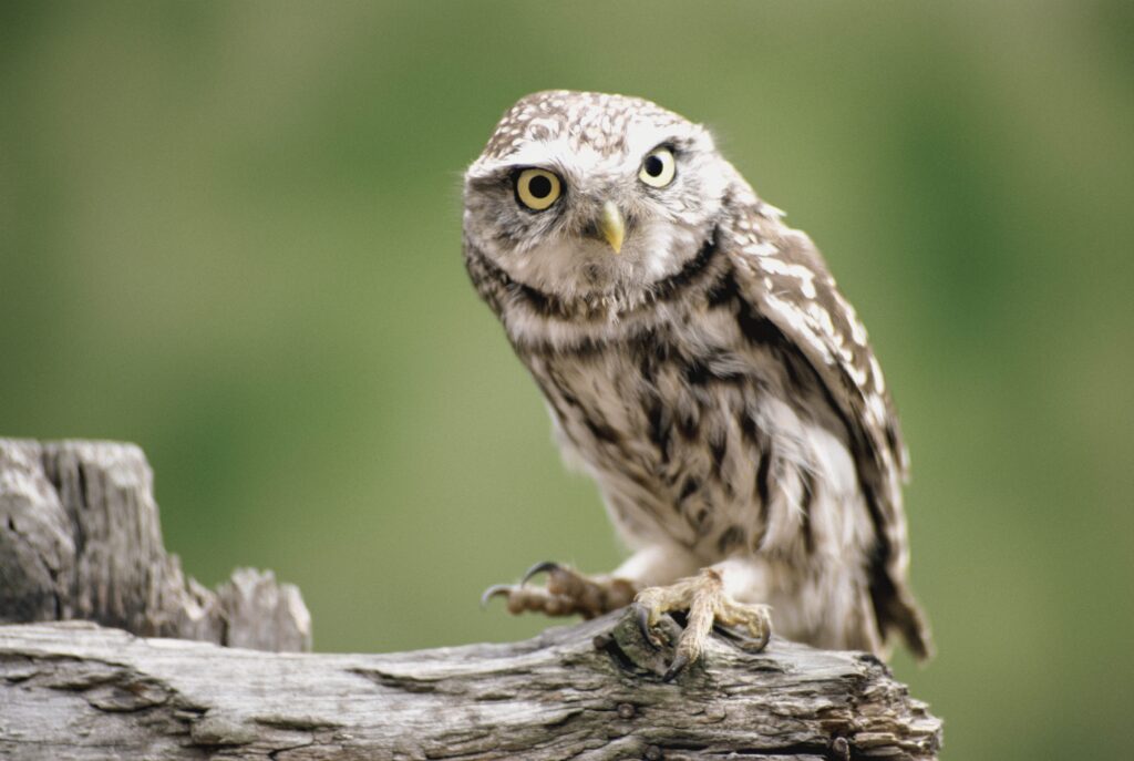 Intriguing Owl on Weathered Branch - Nature Background Wallpaper