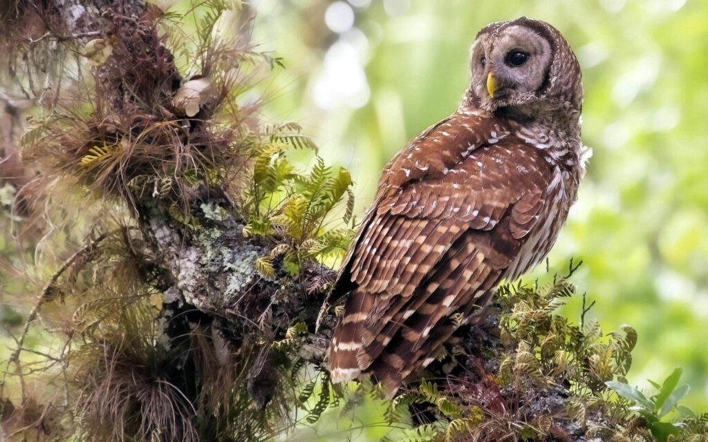 Stunning Owl Wallpaper: Intense Gaze Amid Green Leaves & Moss