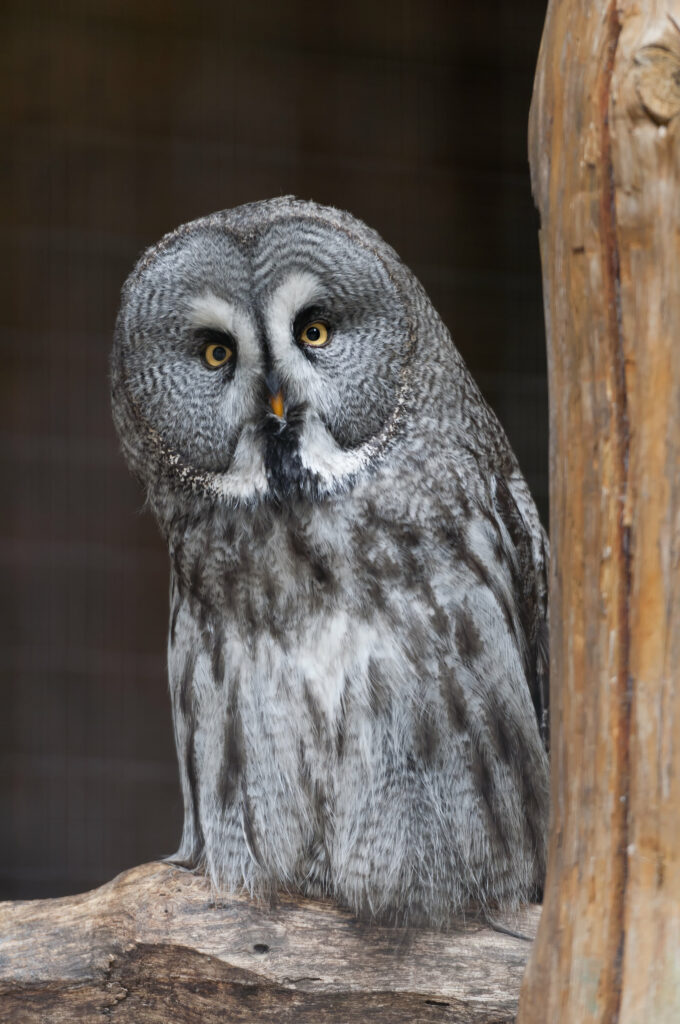 Striking Owl Wallpaper: Intricate Feathers & Intense Gaze