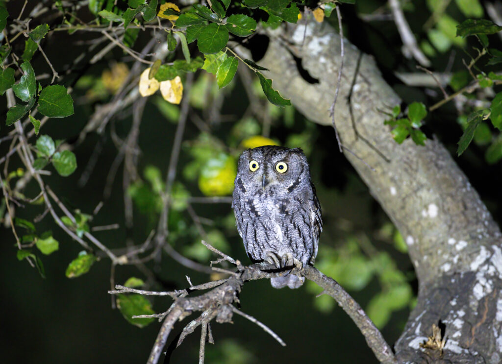Stunning Owl Wallpaper: Wildlife Scene with Lush Green Leaves