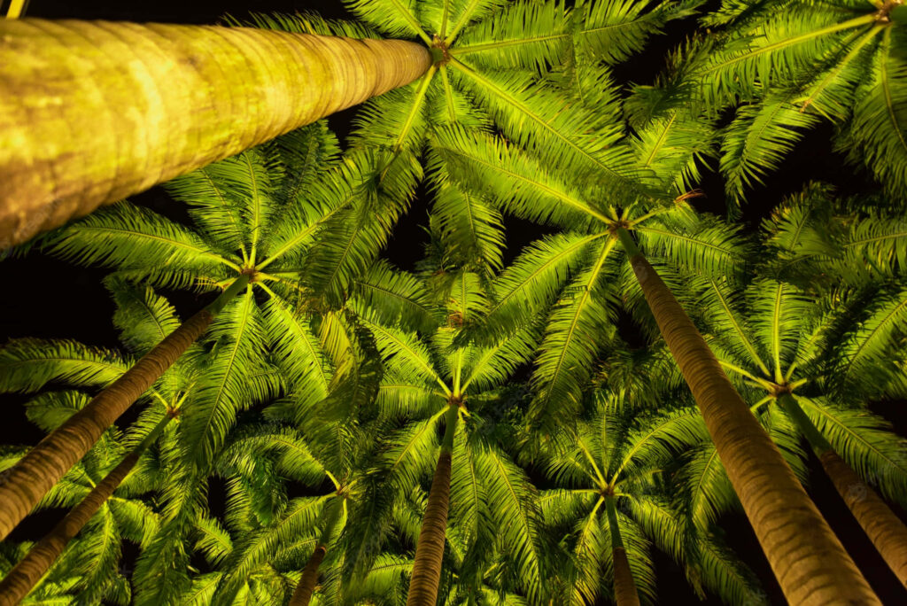 Illuminated Palm Tree Wallpaper: Tropical Charm for Serene Ambiance