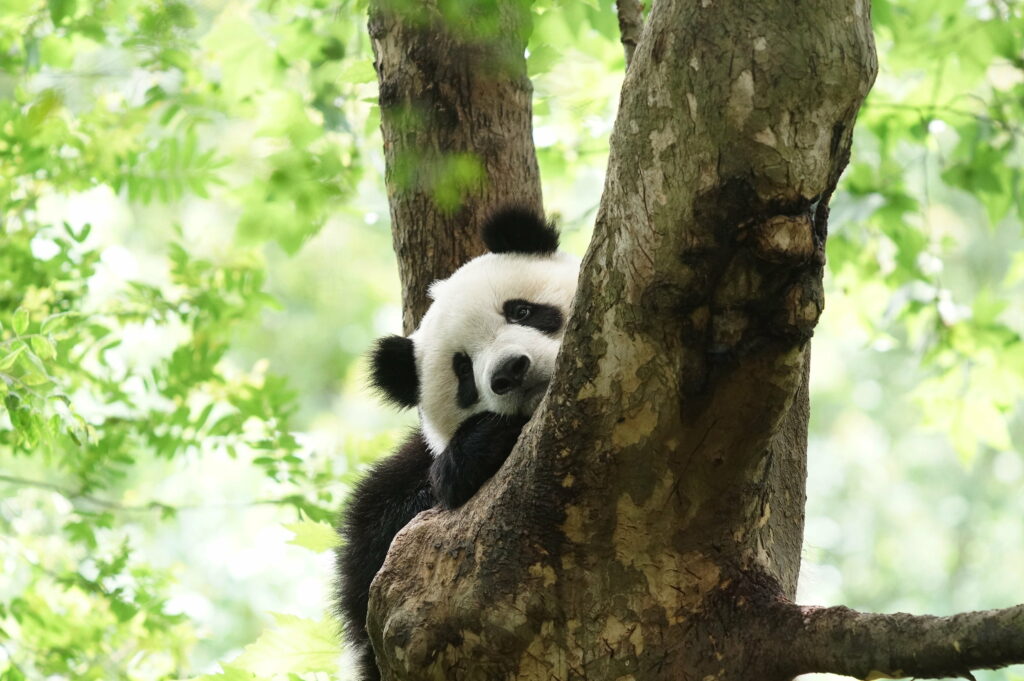 Panda's Playful Charm: Captivating QHD Wildlife Wallpaper