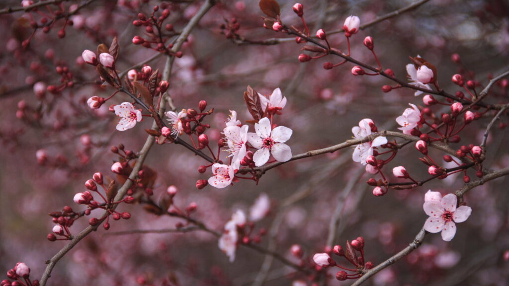 Delicate Florescence: Pink Cherry Blossom in an Ultra HD Wallpaper