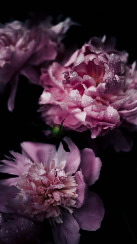 Stunning Pink Peonies with Dewdrops - Dark Floral Phone Wallpaper