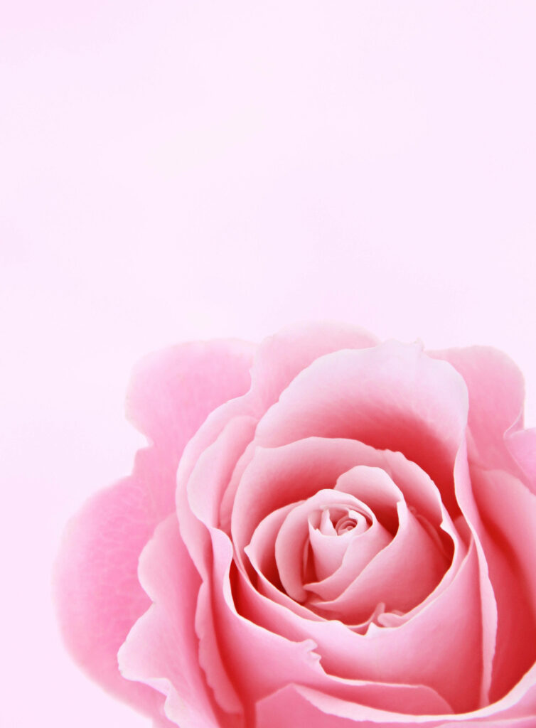 Pink Rose Delight: A Captivating Close-Up for Girly Lock Screen Magic on iPhones Wallpaper