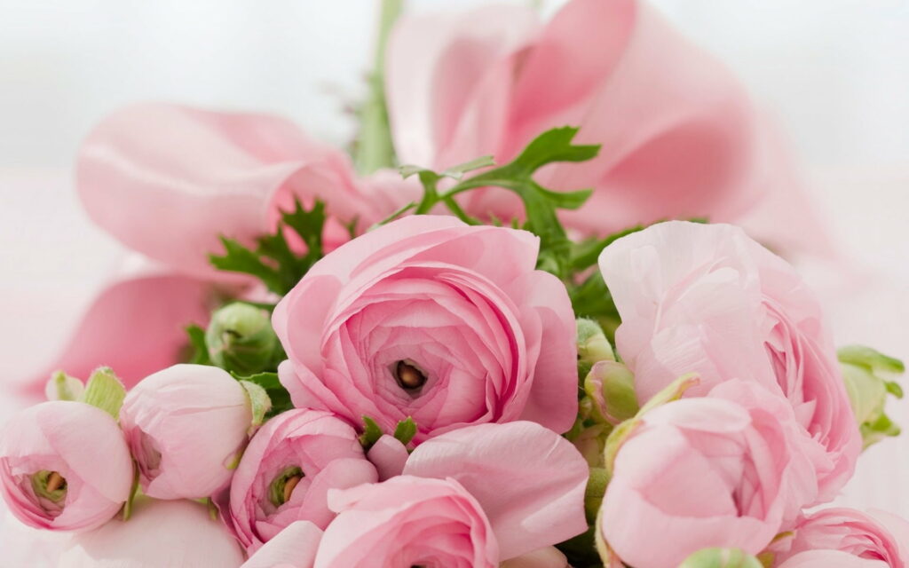 The Enchanting Elegance of Pink Rose Bouquet: A Captivating HD Wallpaper featuring Beautiful Pink Flowers