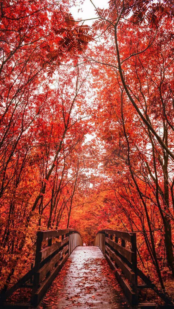 Falling Leaves: A Captivating Pinterest Autumn Background Image Wallpaper