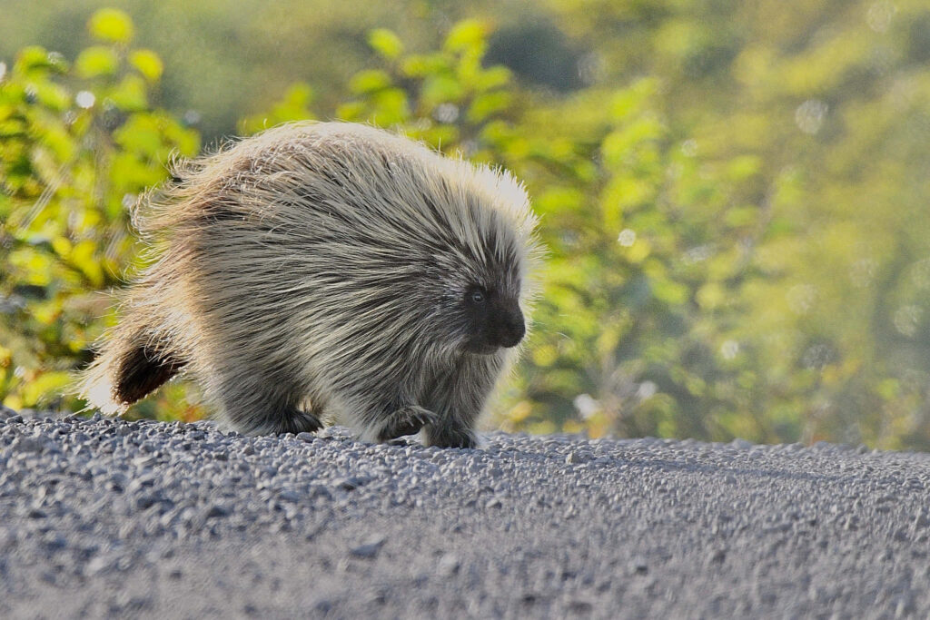 Porcupine on a Rough Road: Nature's Wild Beauty in Lush Greenery Wallpaper
