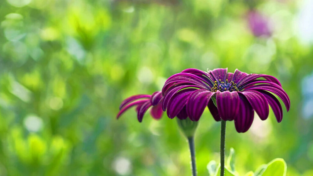 Vibrant Purple Flower Wallpaper with Serene Blurred Green Background
