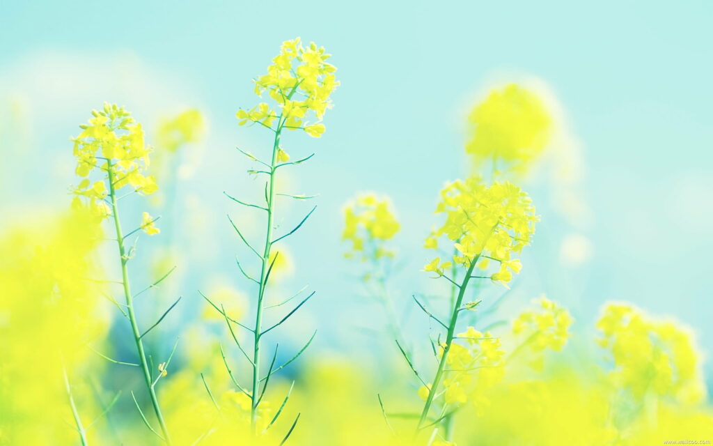 Vibrant Mustard Fields: Captivating HD Wallpaper Backdrop