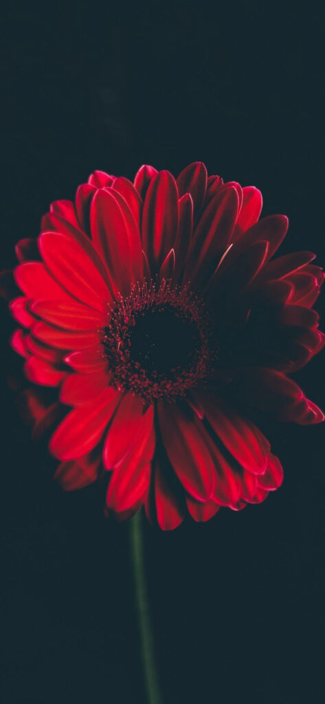 Vibrant Blooms: A Captivating Red Daisy Thriving in the Shadows - An Ideal Flower Wallpaper for Your Phone